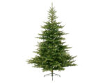 Χριστουγεννιάτικο Δέντρο (Grandis Fir)